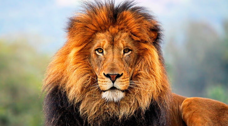 #أسد #Lion #حيوانات #Animals #طبيعة #Nature #خلفيات عالية الوضوح - 85