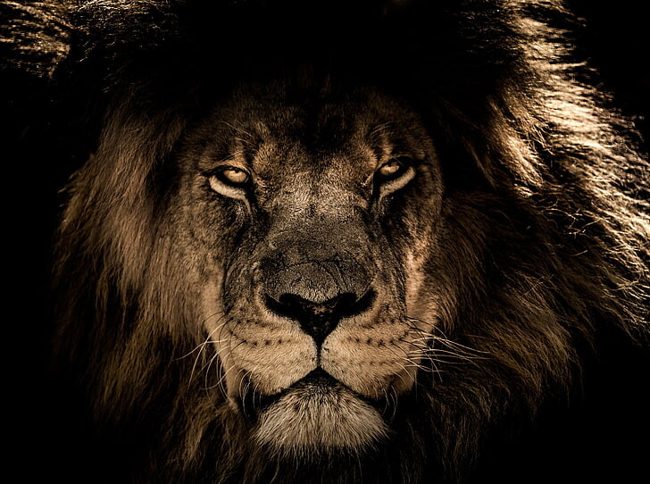 #أسد #Lion #حيوانات #Animals #طبيعة #Nature #خلفيات عالية الوضوح - 73
