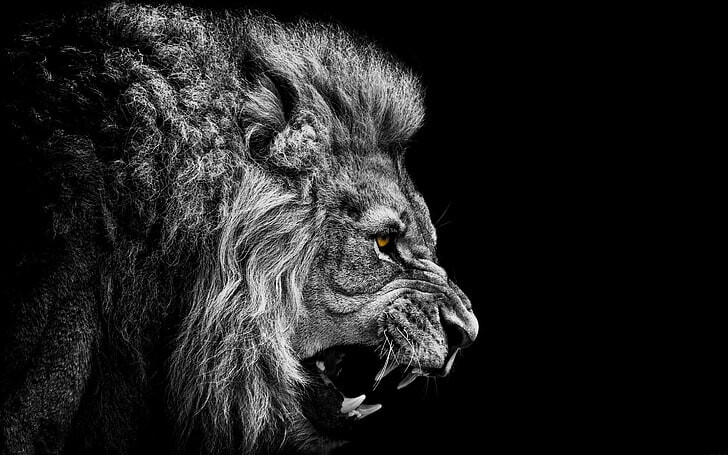 #أسد #Lion #حيوانات #Animals #طبيعة #Nature #خلفيات عالية الوضوح - 80