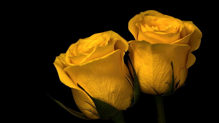 #ورود #ورد #Flowers #زهور #Roses #خلفيات #بنات - 35