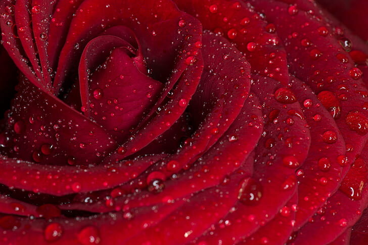 #ورود #ورد #Flowers #زهور #Roses #خلفيات #بنات - 28
