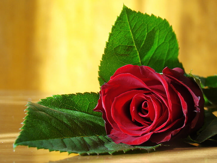 #ورود #ورد #Flowers #زهور #Roses #خلفيات #بنات - 30