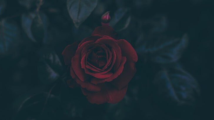 #ورود #ورد #Flowers #زهور #Roses #خلفيات #بنات - 18