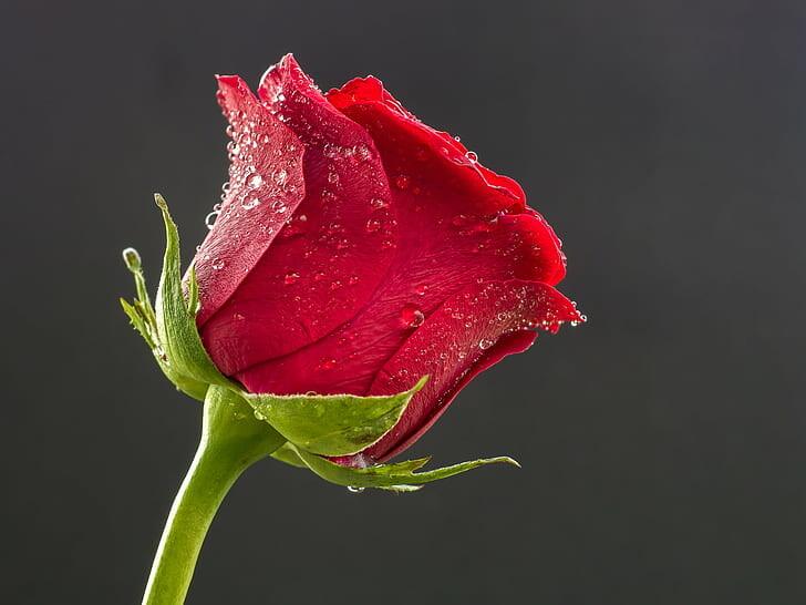 #ورود #ورد #Flowers #زهور #Roses #خلفيات #بنات - 34