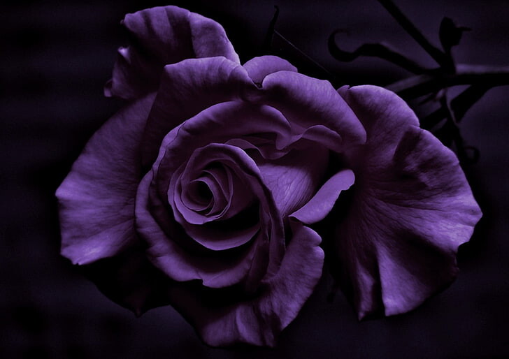 #ورود #ورد #Flowers #زهور #Roses #خلفيات #بنات - 37