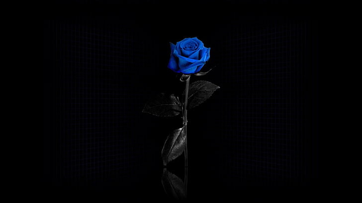 #ورود #ورد #Flowers #زهور #Roses #خلفيات #بنات - 5