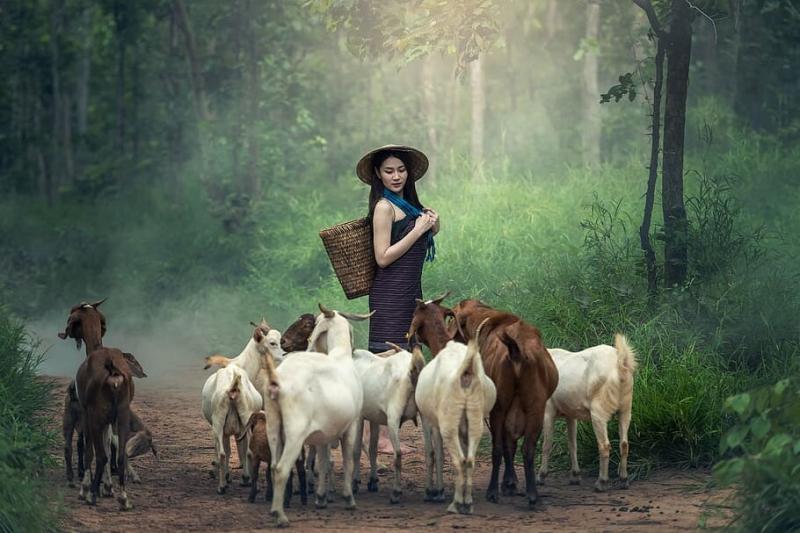 #ماعز #Goat #حيوانات #Animals #طبيعة - 69