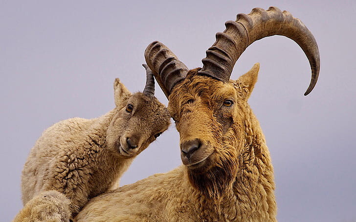 #ماعز #Goat #حيوانات #Animals #طبيعة - 53