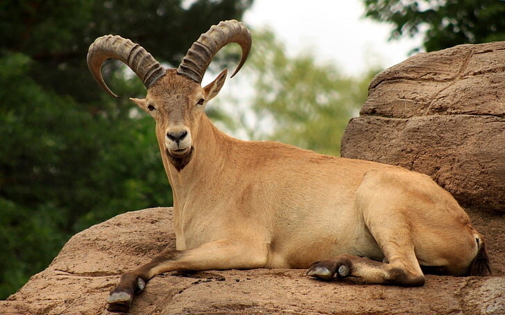 #ماعز #Goat #حيوانات #Animals #طبيعة - 64
