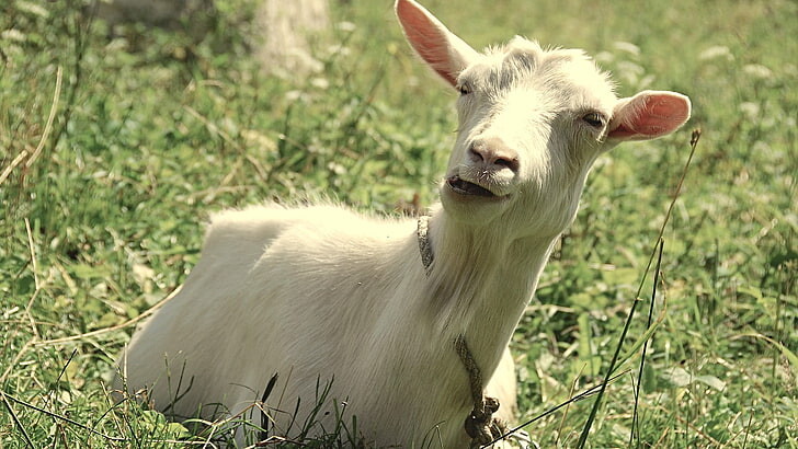 #ماعز #Goat #حيوانات #Animals #طبيعة - 42