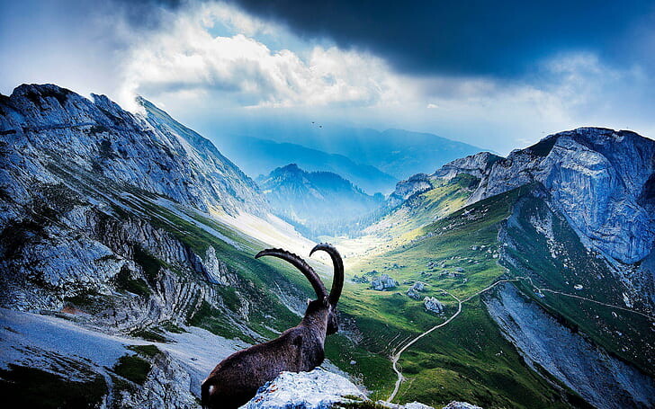 #ماعز #Goat #حيوانات #Animals #طبيعة - 77