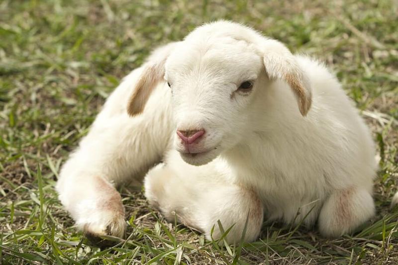 #ماعز #Goat #حيوانات #Animals #طبيعة - 57