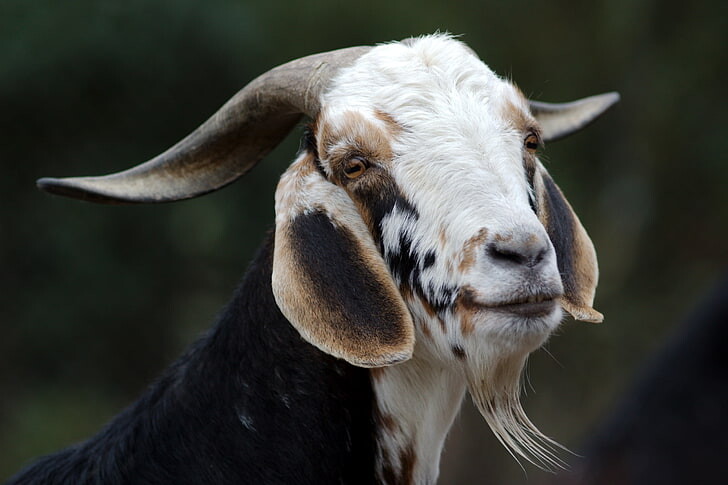 #ماعز #Goat #حيوانات #Animals #طبيعة - 51