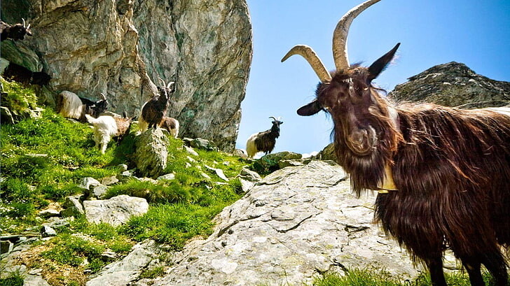 #ماعز #Goat #حيوانات #Animals #طبيعة - 40