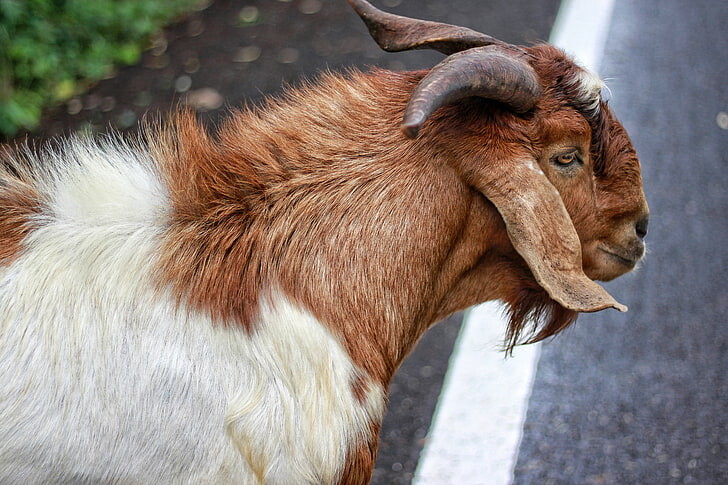 #ماعز #Goat #حيوانات #Animals #طبيعة - 49