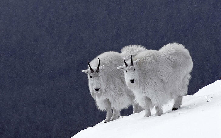 #ماعز #Goat #حيوانات #Animals #طبيعة - 65