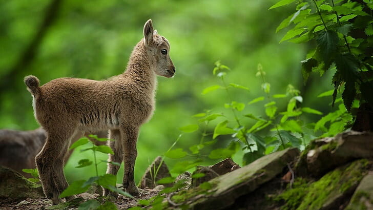 #ماعز #Goat #حيوانات #Animals #طبيعة - 47