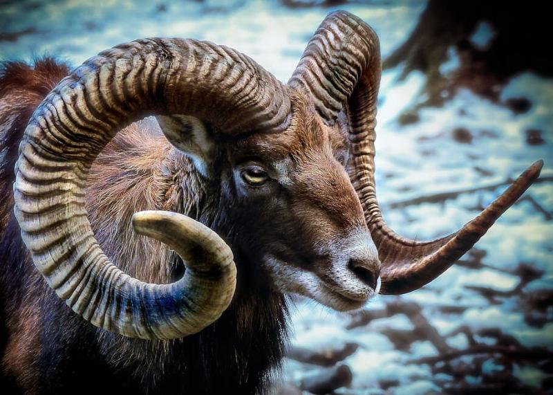 #ماعز #Goat #حيوانات #Animals #طبيعة - 59