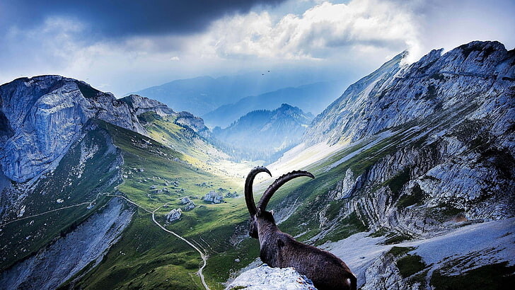 #ماعز #Goat #حيوانات #Animals #طبيعة - 67