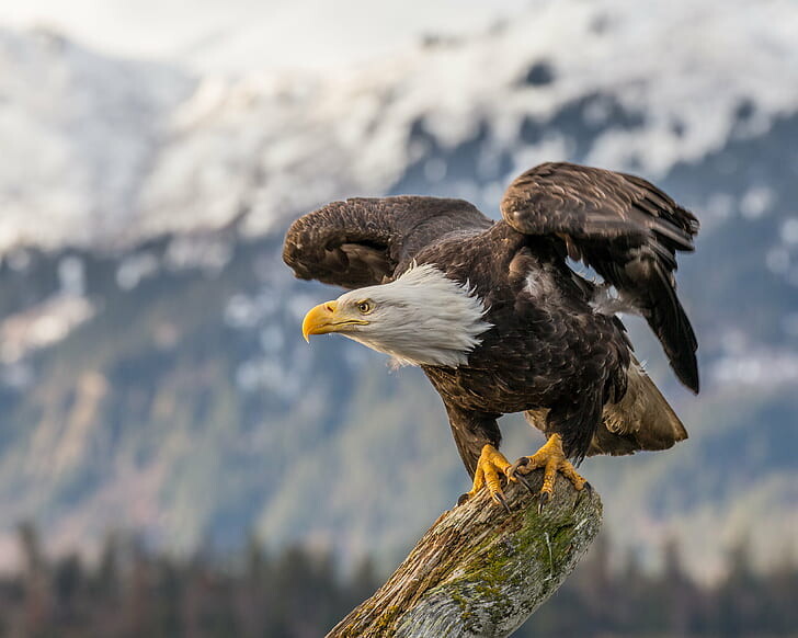 #نسر #Eagle #طيور #Birds #خلفيات - 39