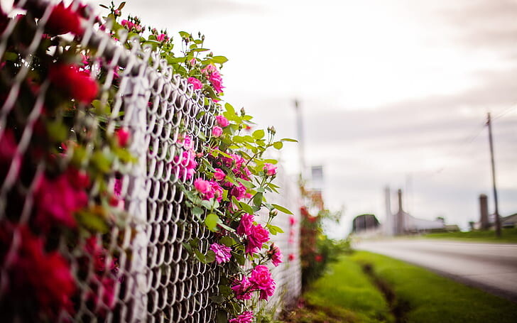 #ورود #Roses #خلفيات للكتابة عليها #حالات - 36