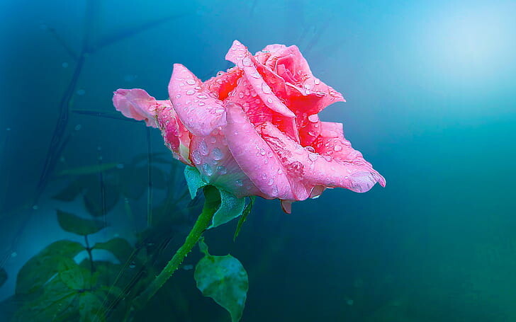#ورود #Roses #خلفيات للكتابة عليها #حالات - 33