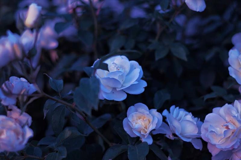 #ورود #Roses #خلفيات للكتابة عليها #حالات - 38