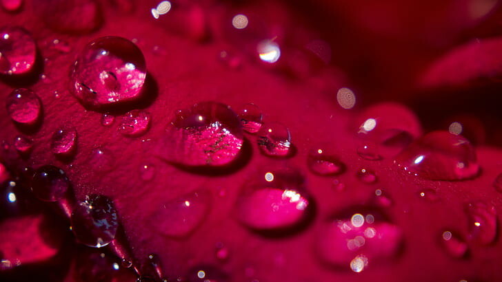 #ورود #Roses #خلفيات للكتابة عليها #حالات - 37