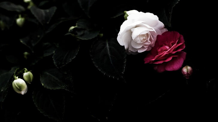 #ورود #Roses #خلفيات للكتابة عليها #حالات - 23