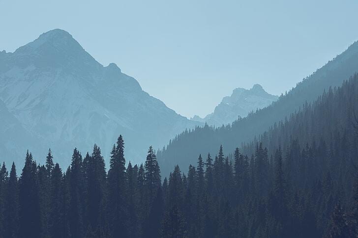 #أشجار #trees #طبيعة #Nature #خلفيات #HD عالية الوضوح - 4