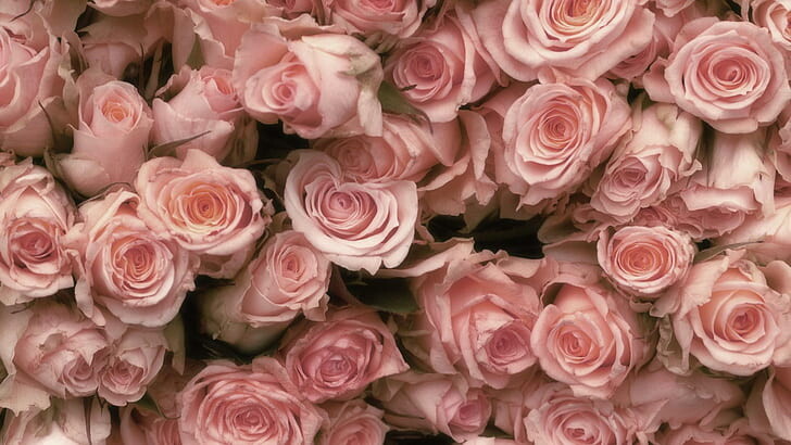 #ورود #Roses #خلفيات للكتابة عليها #حالات - 39