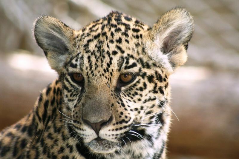 صور فهد أجمل صور حيوان النمر مع بعض المعلومات عنه Cheetah Pictures Animals Cat Care