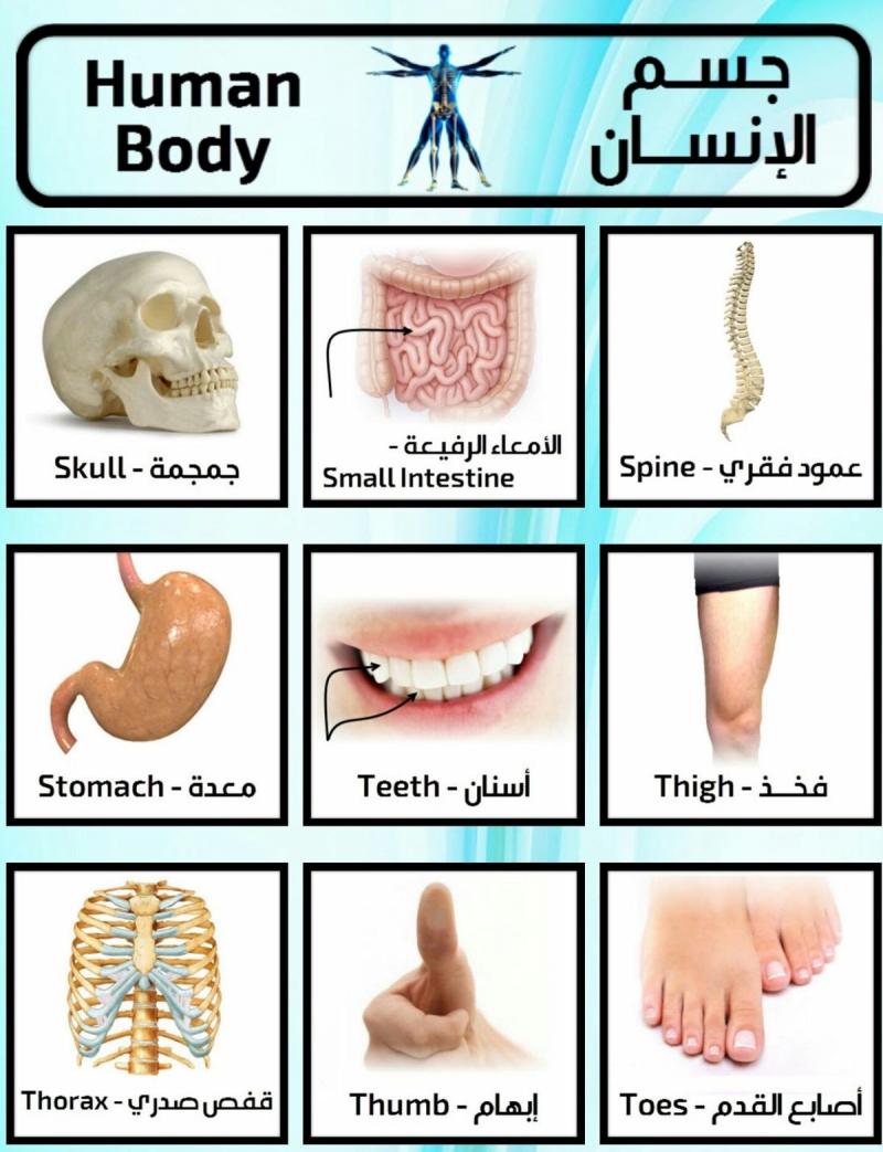 اعضاء الانسان الداخلية