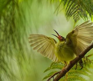 Spectacled Spiderhunter, calling and flapping its wings in an attempt to get parents' attention