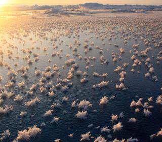 Did You Know that These Strange Fields of Ice Flowers Exist At Sea? 