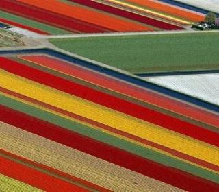 Tulip fields - Lisse, Netherlands