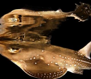 winner of the 2013 DEEP Indonesia international underwater photography competition 16