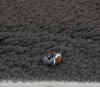 A duck sits on top of volcanic ash from the eruption of the Grimsvotn volcano #Nature