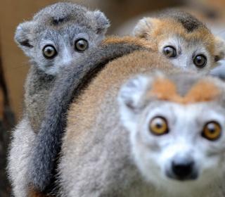Two 3-month-old crowned lemurs lay on their mother's back at the zoo in Mulhouse, France #Nature