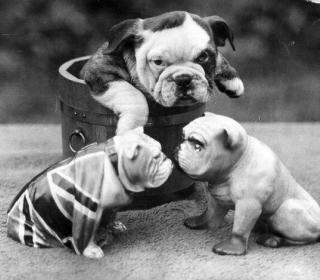 A bulldog puppy in a wooden tub watching 2 china bulldogs. C. 1930