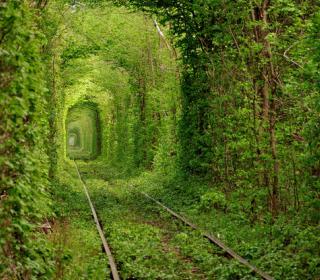 Tunnel of Love - Kleven, Ukraine