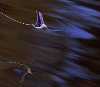 Long-tailed mayflies mate on the surface of the Tisza river near Tiszakurt, Hungary #Nature