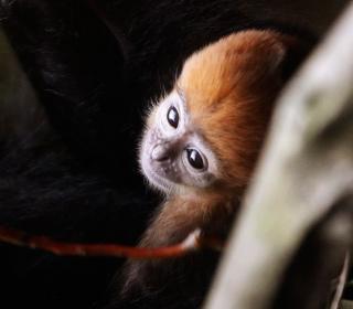Tam Dao,a 2-week-old Francois leaf monkey,is presented to the media at Taronga zoo in Sydney #Nature