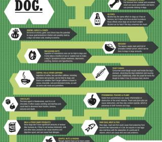 food you should never feed your dog #infographic