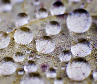 Water drops cling to the bottom of a leaf in Harrisonburg #Nature