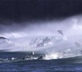 Bottlenose Dolphins in Surf, South Africa
