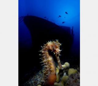 winner of the 2013 DEEP Indonesia international underwater photography competition 9