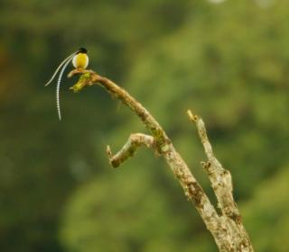طائر الجنة ملك ساكسونيا King of Saxony Bird-of-paradise