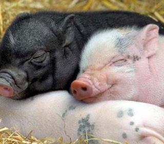 Happy Sleepy Piglets