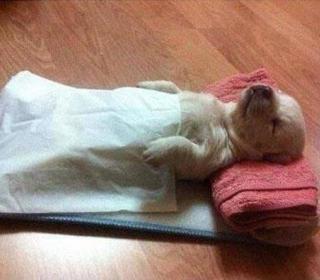 Oh puppy, you just made everyone's heart explode. Sleep well.